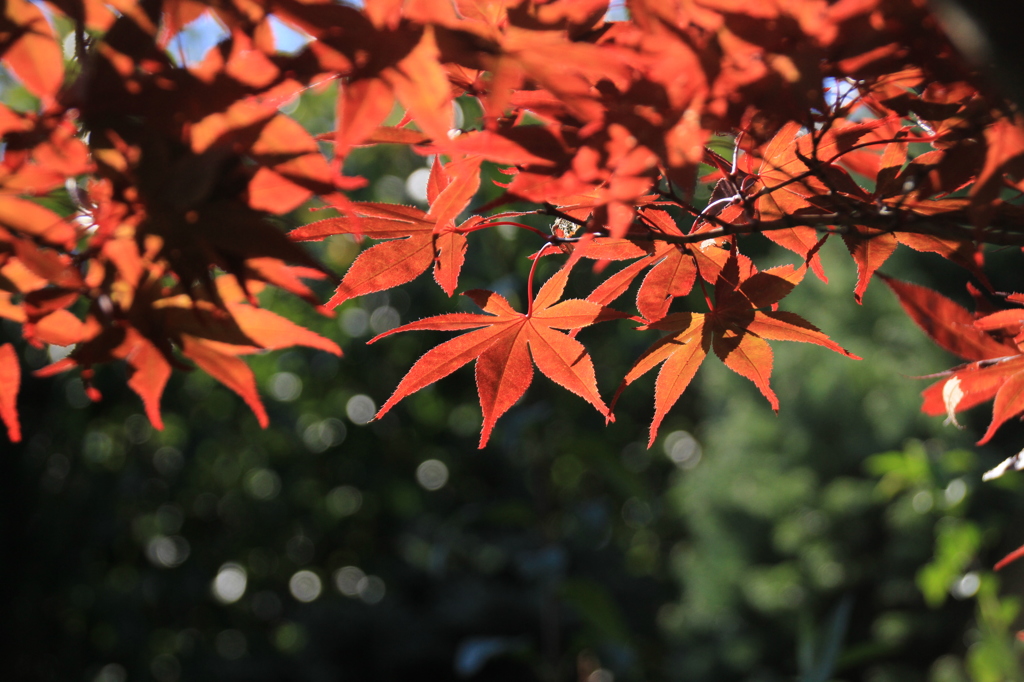ASSARI 紅葉