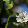 梨の花