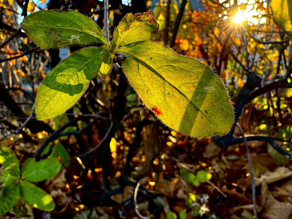 夕日に透ける葉