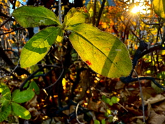 夕日に透ける葉