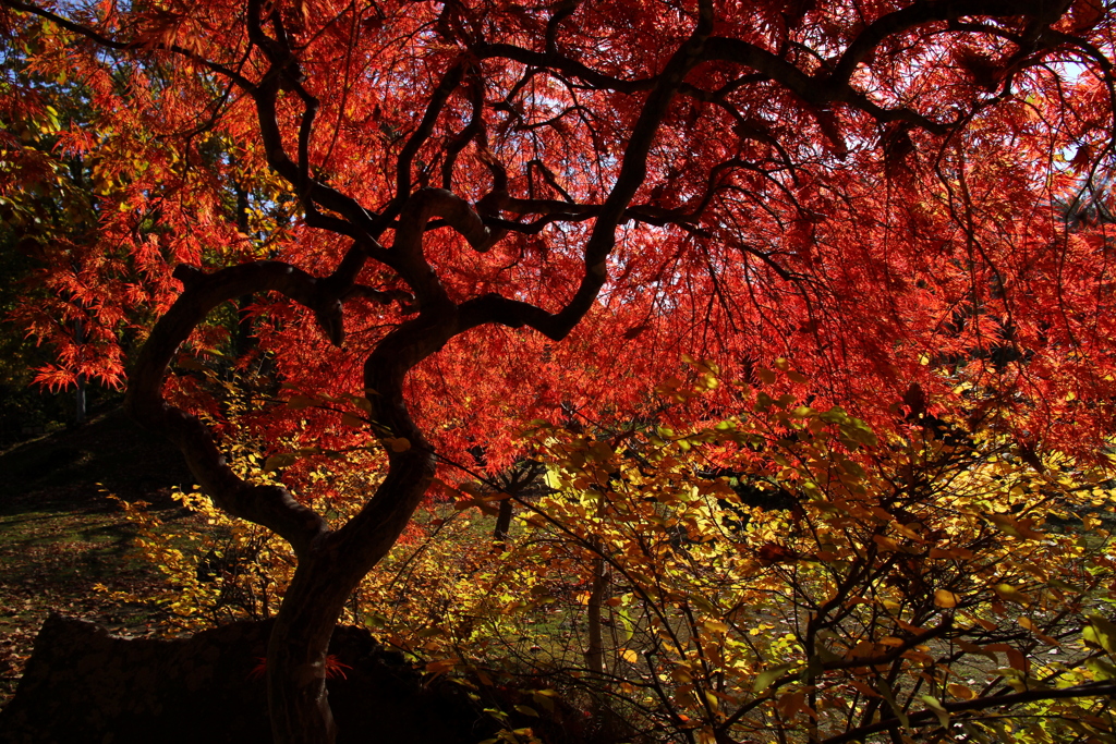 紅葉の翼を広げて