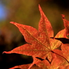 Momiji