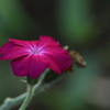 花のくちばし