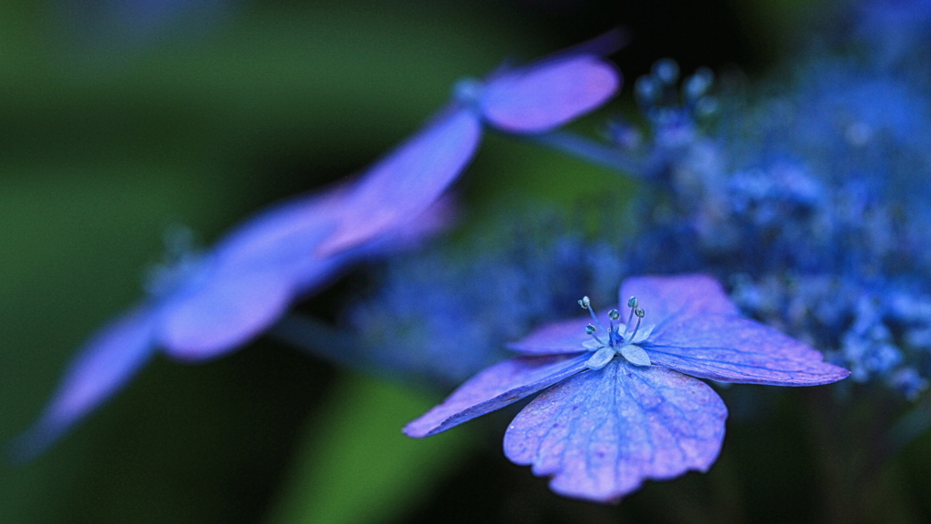 紫陽花