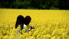 菜の花に埋もれて