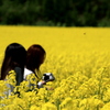 菜の花に埋もれて