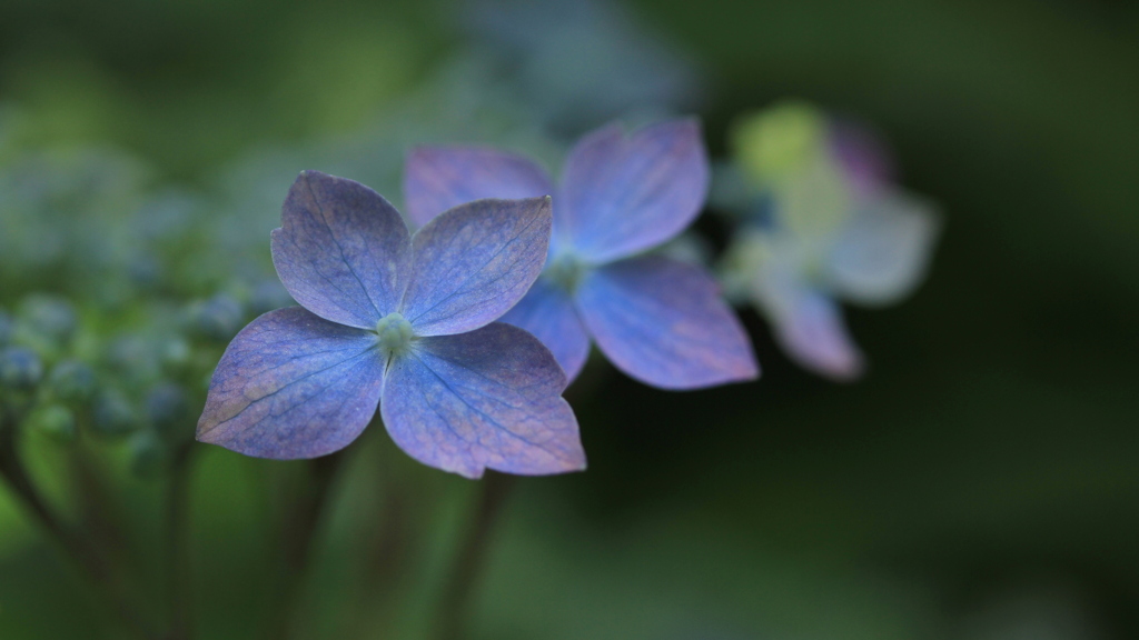 紫陽花