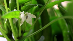 トウガラシの花