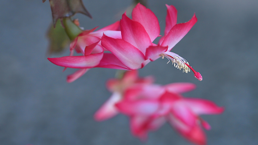 シャコバサボテン