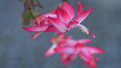 シャコバサボテン