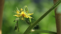 とまとの花