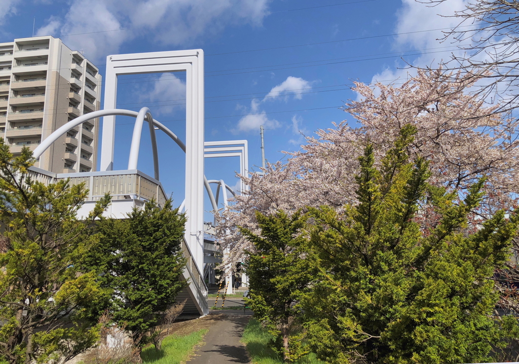 橋と桜 -2