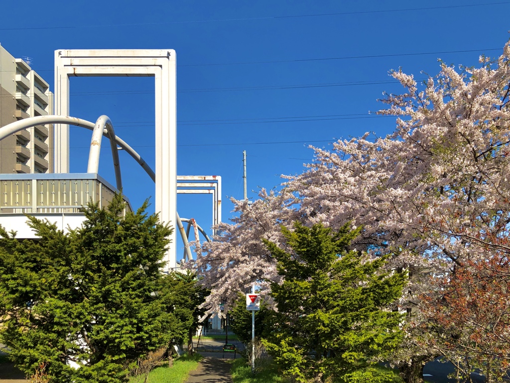 今年の桜