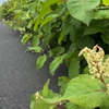 朝の散歩　イタドリ