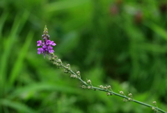 草村の花