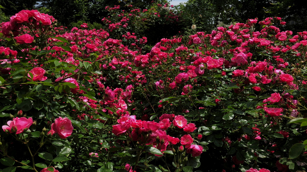 薔薇の楽園