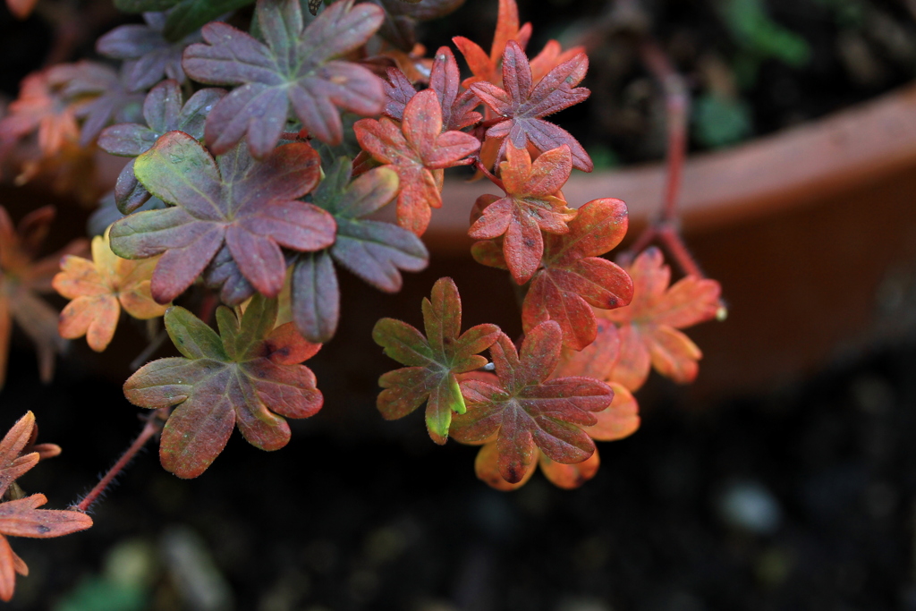 フウロウソウの紅葉－１