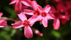 芝桜　クロス