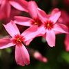 芝桜　クロス