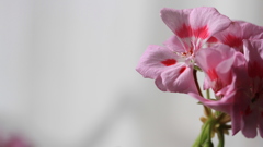 目指すは開花、じゃないつぼみの開花