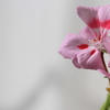 目指すは開花、じゃないつぼみの開花