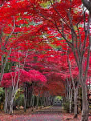 もみじのトンネル