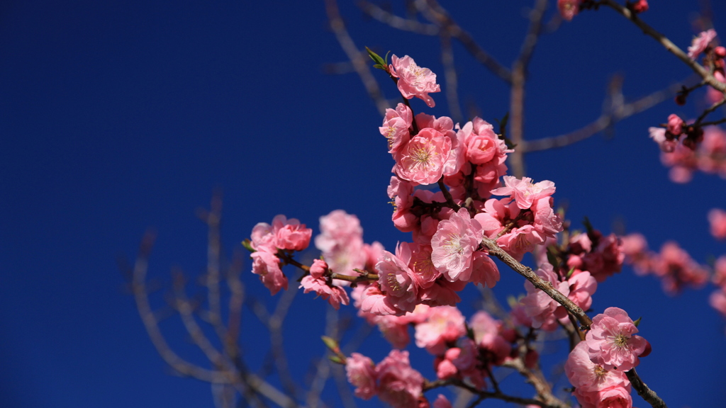 梅と青空 -2
