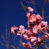 梅と青空 -2