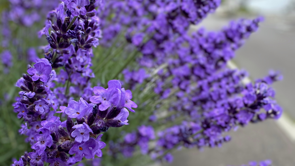 ご覧いただきありがとうございました