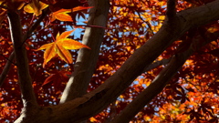 Kouyo-1 Kouyo-1