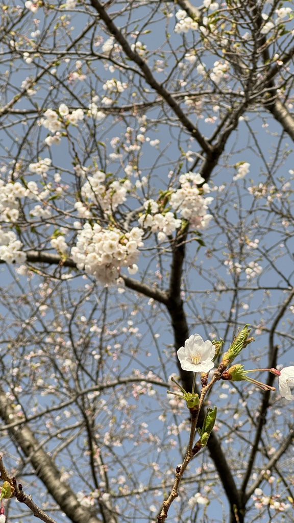 桜の掛軸