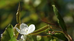 梨の花