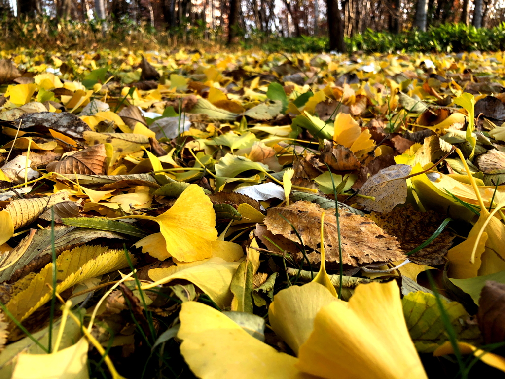 秋終の絨毯