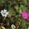 2013-Memorys-23-
