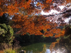 池に水がある時の紅葉