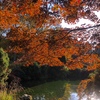 池に水がある時の紅葉