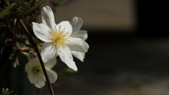 ４月の温室