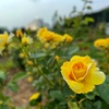 ばら園のバラ