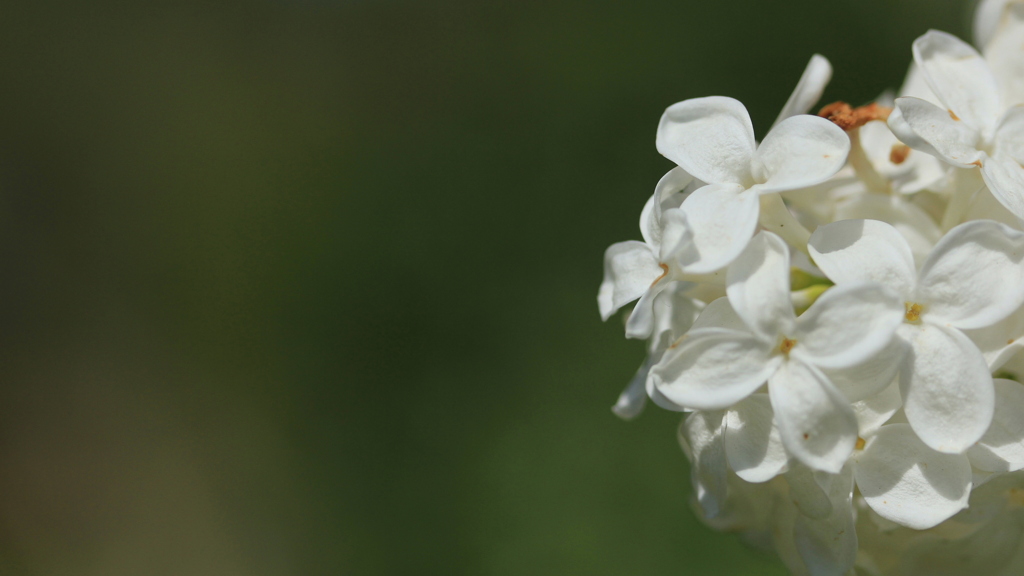 ライラック　３花弁