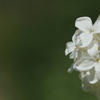 ライラック　３花弁
