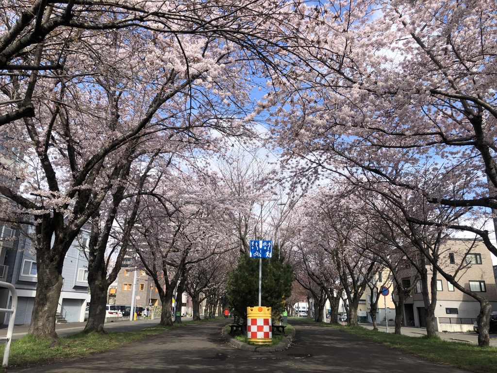 桜の花道