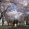 桜の花道