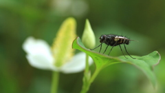 公園内異性昆虫