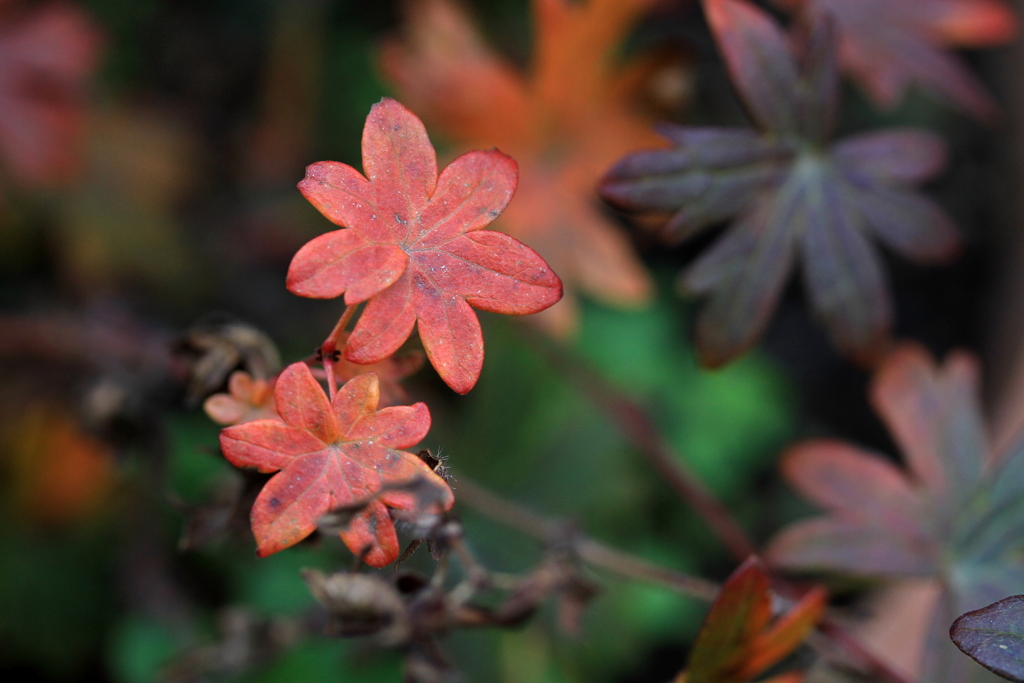 フウロウソウの紅葉－２
