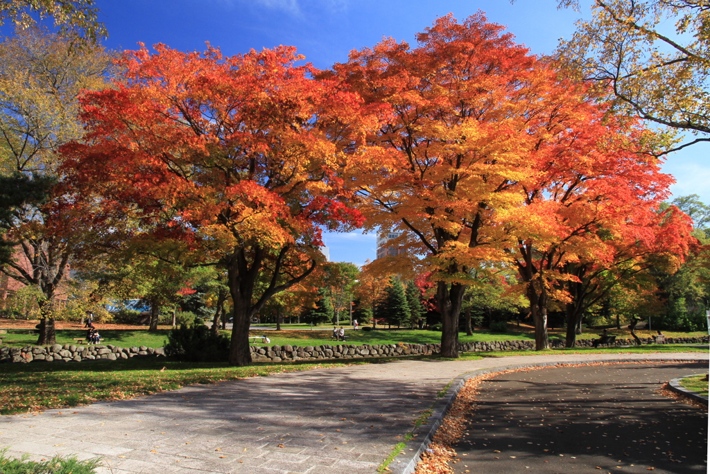 紅葉にたわむれて
