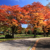 紅葉にたわむれて