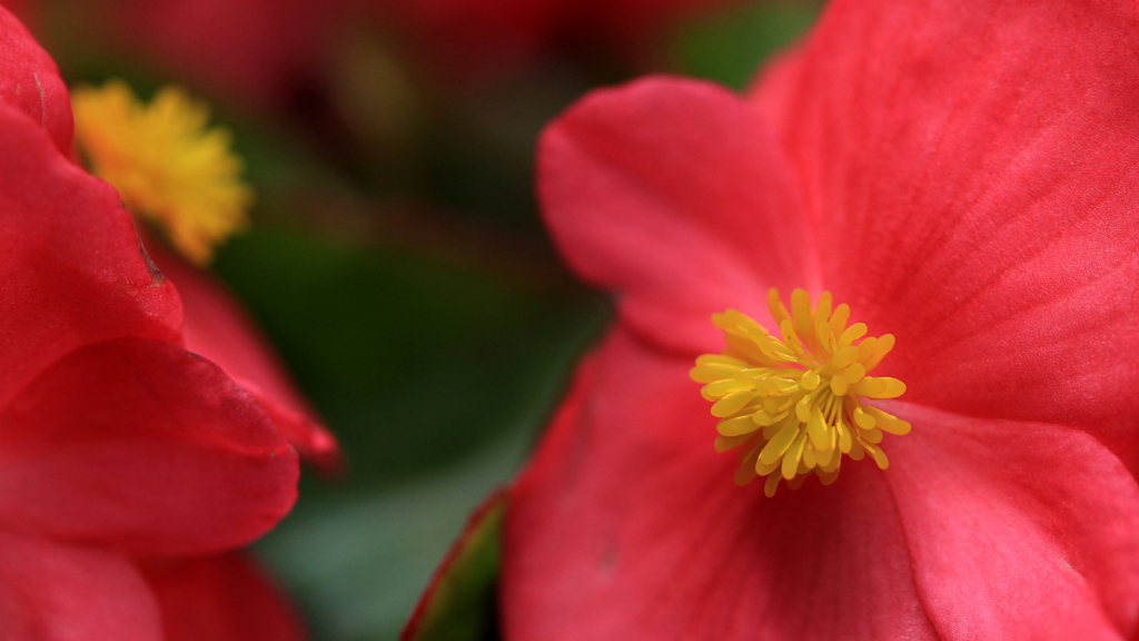 ベコニア　雄花