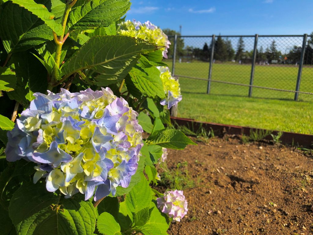 紫陽花咲く公園