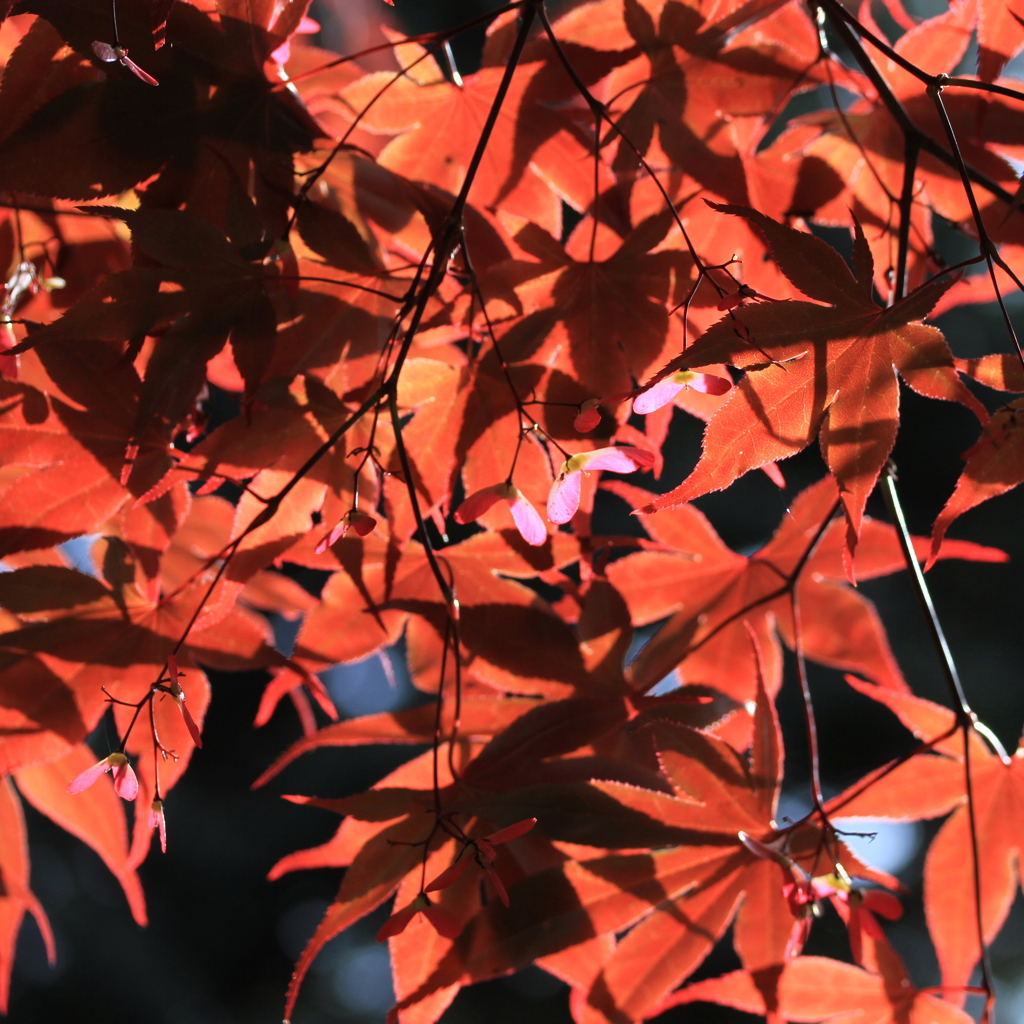 春紅葉