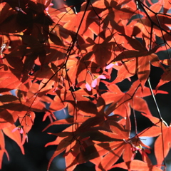 春紅葉